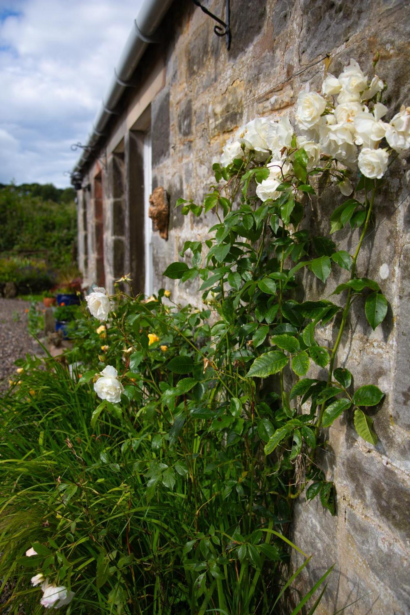Balmungo Cottage B&B St Andrews Extérieur photo